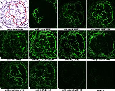 The Complex Cell Wall Composition of Syncytia Induced by Plant Parasitic Cyst Nematodes Reflects Both Function and Host Plant